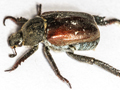 Hoplia philanthus